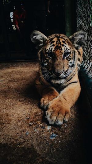 花少北黑料截图3