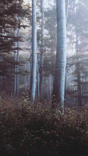 怎么吃哈密瓜截图1