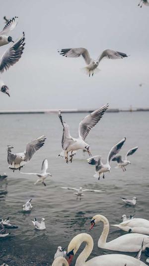 哈密瓜和梨能一起吃吗截图2