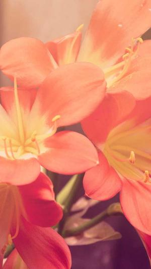 火锅炖兔仔黑料网截图1