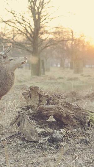 痞幼口猴哥30秒黑料不打烊截图2